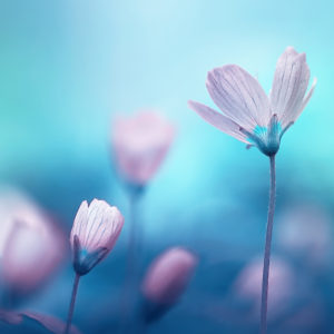 Purple flowers on a blue background