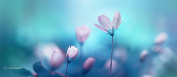 Purple flowers on a blue background